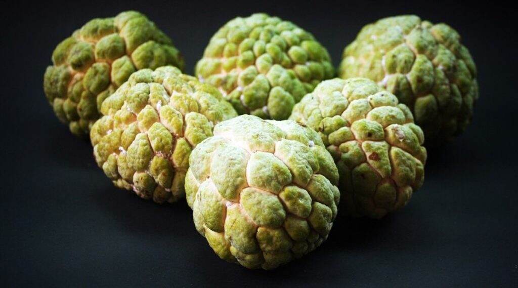 Health Tips: सीताफळाच्या या '5' गुणकारी फायदयांपासून तुम्ही आहात का अजाण? जाणून घ्या सविस्तर Health Tips: सीताफळाच्या या '5' गुणकारी फायदयांपासून तुम्ही आहात का अजाण? जाणून घ्या सविस्तर