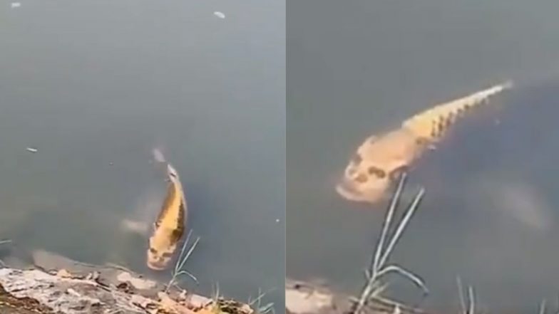 आश्चर्यम्! तलावात आढळला मानवी चेहरा असलेला मासा; टुरिस्टची उडाली भांबेरी (Watch Video)
