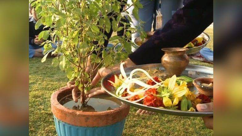 Tulsi Vivah 2019 Shubh Muhurat: कार्तिकी द्वादशी दिवशी तुळशी- शाळीग्रामच्या विवाहाचे सनई चौघडे वाजतील 'या' मुहूर्तावर Tulsi Vivah 2019 Shubh Muhurat: कार्तिकी द्वादशी दिवशी तुळशी- शाळीग्रामच्या विवाहाचे सनई चौघडे वाजतील 'या' मुहूर्तावर