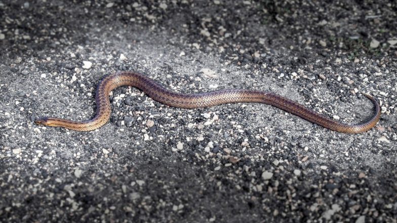 Snake Found in High Court: मुंबई उच्च न्यायालयाच्या न्यायाधीशांच्या चेंबरमध्ये आढळला साप