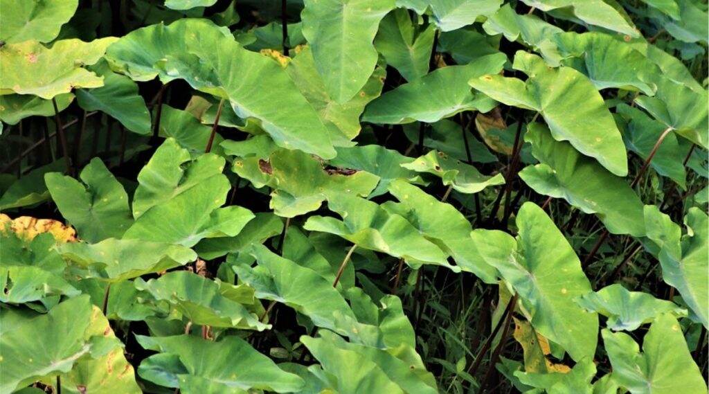 Health Tips: अळूची पाने खाणे आरोग्यासाठी आहेत खूपच गुणकारी; जाणून घ्या सविस्तर Health Tips: अळूची पाने खाणे आरोग्यासाठी आहेत खूपच गुणकारी; जाणून घ्या सविस्तर