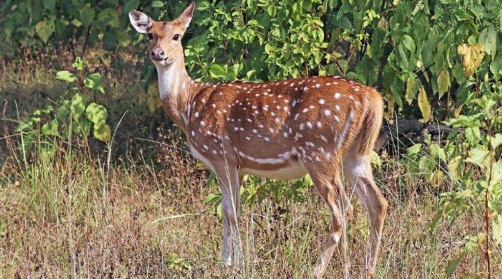 मुंबई: संजय गांधी नॅशनल पार्क मध्ये शिवसेना खासदार राजेंद्र गावित यांच्या कारच्या धडकेत हरणाचा मृत्यू; चालकाला अटक मुंबई: संजय गांधी नॅशनल पार्क मध्ये शिवसेना खासदार राजेंद्र गावित यांच्या कारच्या धडकेत हरणाचा मृत्यू; चालकाला अटक