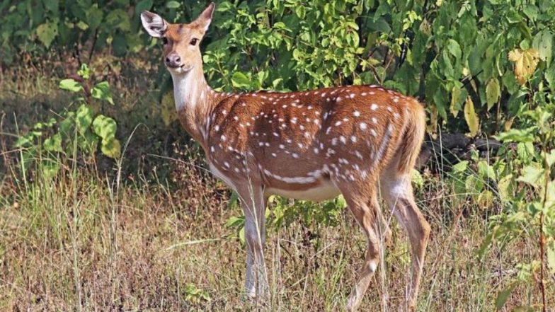 मुंबई: संजय गांधी नॅशनल पार्क मध्ये शिवसेना खासदार राजेंद्र गावित यांच्या कारच्या धडकेत हरणाचा मृत्यू; चालकाला अटक
