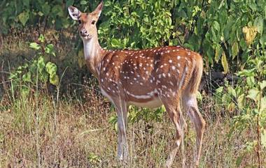 मुंबई: संजय गांधी नॅशनल पार्क मध्ये शिवसेना खासदार राजेंद्र गावित यांच्या कारच्या धडकेत हरणाचा मृत्यू; चालकाला अटक