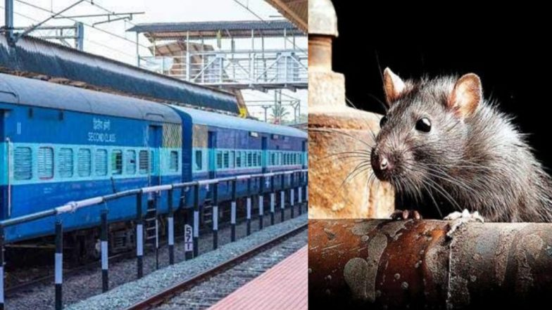 पश्चिम रेल्वेचा अजब कारभार; दिवसाला 5 उंदीर मारण्यासाठी रोजचा खर्च 14 हजार रुपये; तीन वर्षात तब्बल 1.52 कोटी फस्त