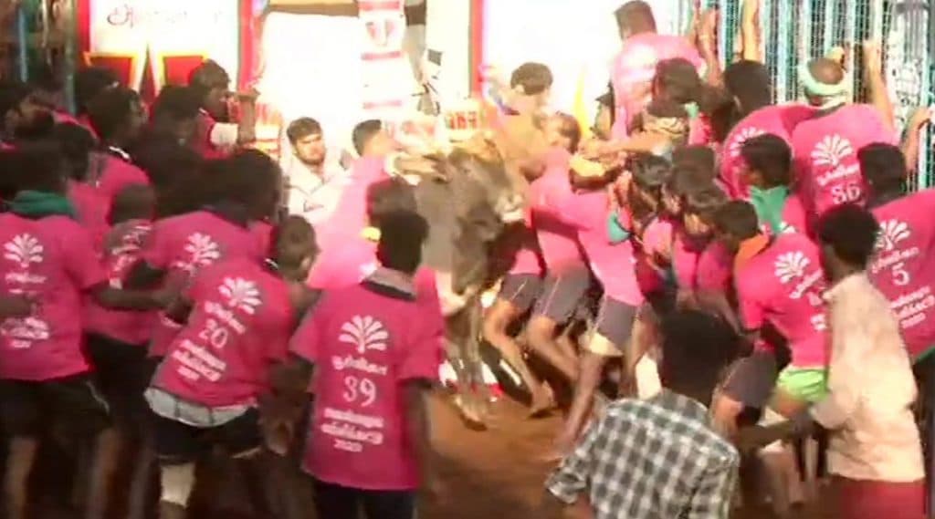 Jallikattu 2020: अवनियापुरम येथे कडक सुरक्षेत जलीकट्टू खेळाला सुरुवात; यंदा 700 बैल होणार सहभागी Jallikattu 2020: अवनियापुरम येथे कडक सुरक्षेत जलीकट्टू खेळाला सुरुवात; यंदा 700 बैल होणार सहभागी
