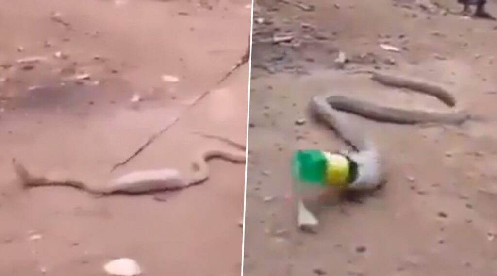 King Cobra नागाने गिळली प्लास्टिकची बाटली, काय झाली अवस्था? पाहा व्हिडिओ King Cobra नागाने गिळली प्लास्टिकची बाटली, काय झाली अवस्था? पाहा व्हिडिओ