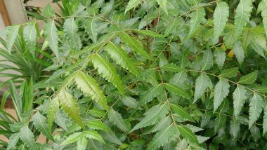 Gudi Padwa 2020: गुढी पाडव्याला 'कडुलिंब' का खातात? जाणून घ्या कडूलिंबाचे औषधी गुणधर्म