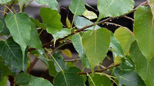 Health Benefits Peepal Leaves: पिंपळाची पानं 'या' आजारांवर ठरतील गुणकारी; जाणून घ्या आरोग्यदायी फायदे Health Benefits Peepal Leaves: पिंपळाची पानं 'या' आजारांवर ठरतील गुणकारी; जाणून घ्या आरोग्यदायी फायदे