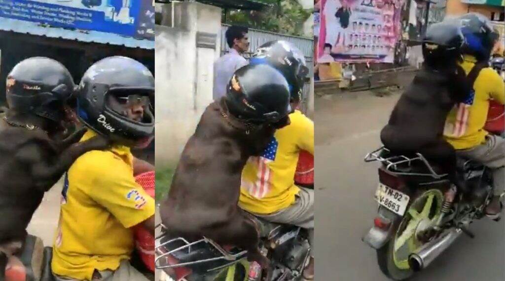 अहो आश्चर्यम! चक्क हेल्मेट घालून कुत्र्याने केला दुचाकीवरून प्रवास; सोशल मीडियावर Video व्हायरल अहो आश्चर्यम! चक्क हेल्मेट घालून कुत्र्याने केला दुचाकीवरून प्रवास; सोशल मीडियावर Video व्हायरल