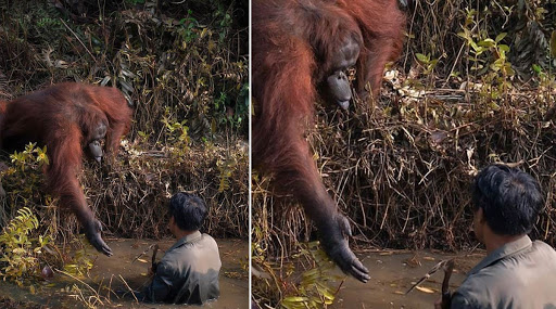 दलदलीत अडकलेल्या तरुणाला माकडाने दिला मदतीचा हात; रेस्क्यू ऑपरेशन करतानाचा 'हा' फोटो सोशल मीडियावर होतोय व्हायरल