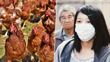 कोरोना व्हायरस नंतर आता चीनमध्ये Bird Flu चा धोका; 4,500 कोंबड्यांचा मृत्यू