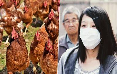 कोरोना व्हायरस नंतर आता चीनमध्ये Bird Flu चा धोका; 4,500 कोंबड्यांचा मृत्यू