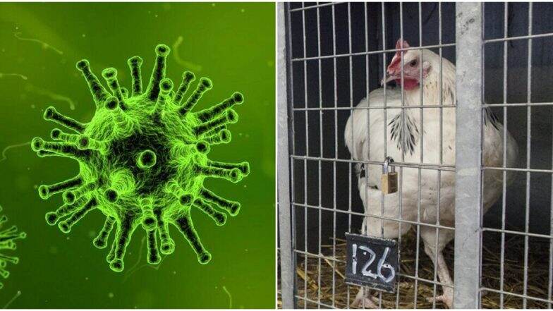 Coronavirus: कोरोना व्हायरस अफवांचा चिकन बाजाराला फटका, देशभरात मागणी 50 तर दर 70 टक्क्यांनी मंदावले