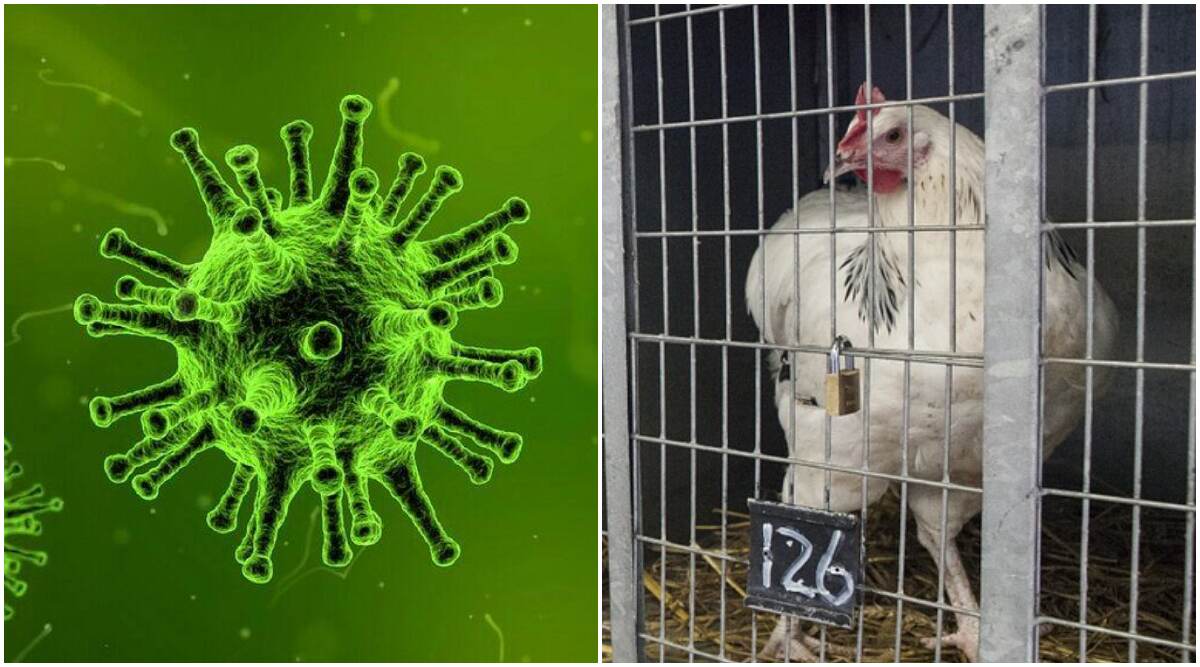 Coronavirus: कोरोना व्हायरस अफवांचा चिकन बाजाराला फटका, देशभरात मागणी 50 तर दर 70 टक्क्यांनी मंदावले