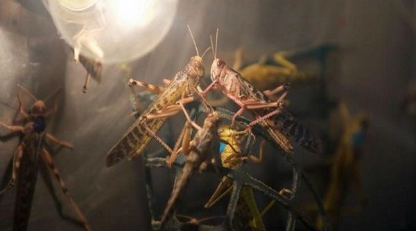 Locust Attack: टोळ कीटकांचा पाकिस्तानवर हल्ला; इम्रान खान सरकारने घोषित ...