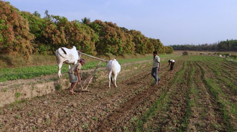 PM's Crop Insurance Scheme: प्रधानमंत्री पीक विमा योजनेमध्ये सहभागासाठी केंद्राकडून मिळाली 23 जुलै 2021 पर्यंत मुदतवाढ