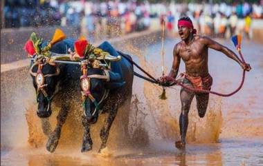 Kambala शर्यतीती आठवड्यातच मोडला श्रीनिवास गौडा यांचा रेकॉर्ड, निशांत शेट्टी ने 9.51 सेकंदात गाठले 100 मीटर अंतर (Video)