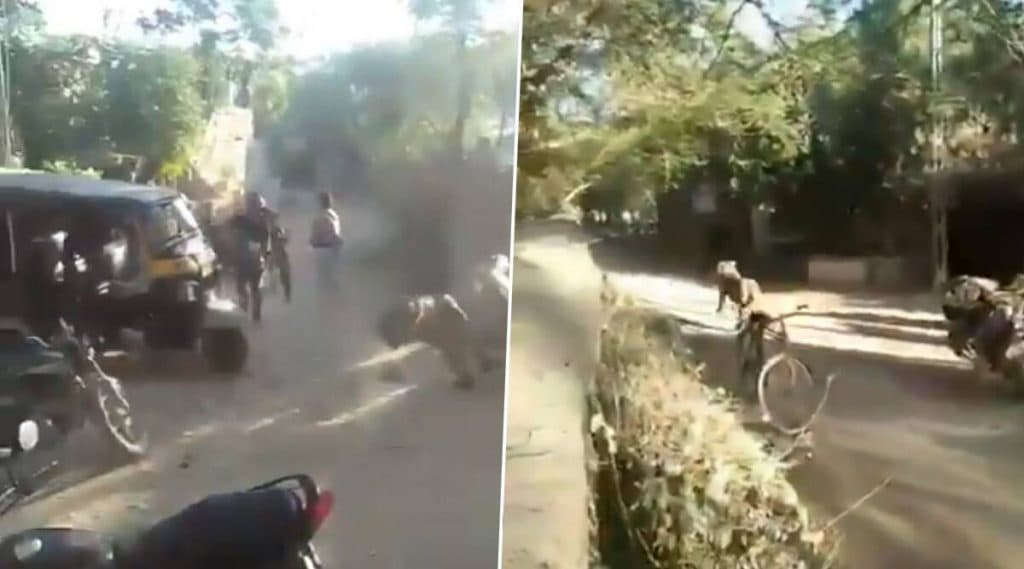 गुजरात मधील माधवपूर गावातून सिंहाची भरधाव रपेट; पहा Viral Video गुजरात मधील माधवपूर गावातून सिंहाची भरधाव रपेट; पहा Viral Video