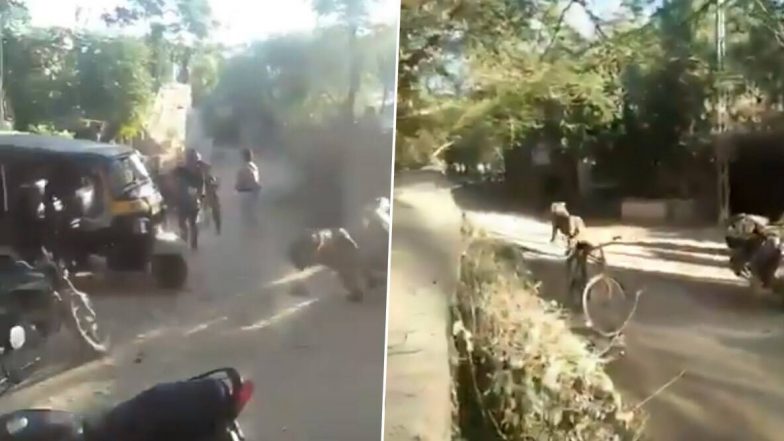 गुजरात मधील माधवपूर गावातून सिंहाची भरधाव रपेट; पहा Viral Video