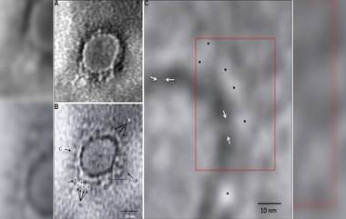 पहा, असा दिसतो Covid-19 विषाणू; भारतीय शास्त्रज्ञांनी पहिल्यांदाच टिपला Coronavirus चा फोटो; लस शोधण्यासाठी होणार फायदा