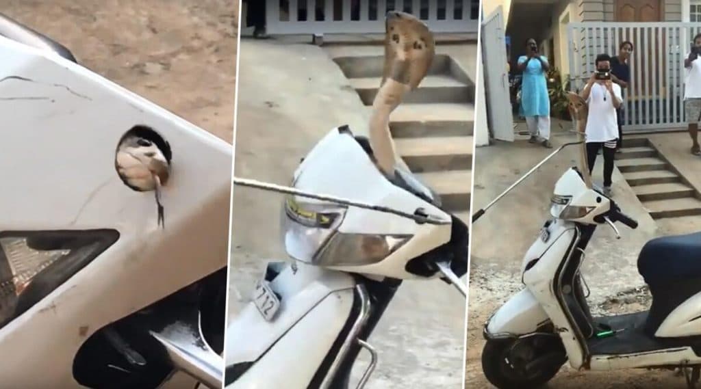 Scooty च्या हँडल मध्ये फणा काढून बसला होता कोब्रा साप; अंगावर काटे आणणारा 'हा' व्हिडीओ सोशल मीडियावर व्हायरल (Watch Video) Scooty च्या हँडल मध्ये फणा काढून बसला होता कोब्रा साप; अंगावर काटे आणणारा 'हा' व्हिडीओ सोशल मीडियावर व्हायरल (Watch Video)