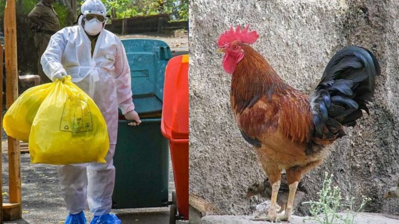 Coronavirus in India: कोरोना व्हायरसमुळे चिकनची विक्री घटली; पालघर जिल्ह्यात नऊ लाख अंडी, दीड लाख कोंबड्या केल्या नष्ट