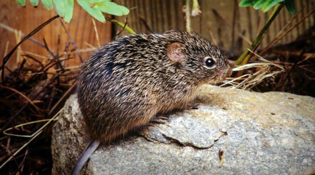 Hantavirus: चीनमध्ये हँटाव्हायरसमुळे एका व्यक्तीच्या मृत्यूनंतर भीतीचे वातावरण; जाणून घ्या काय आहे हा 'हँटाव्हायरस पल्मोनरी सिंड्रोम' Hantavirus: चीनमध्ये हँटाव्हायरसमुळे एका व्यक्तीच्या मृत्यूनंतर भीतीचे वातावरण; जाणून घ्या काय आहे हा 'हँटाव्हायरस पल्मोनरी सिंड्रोम'