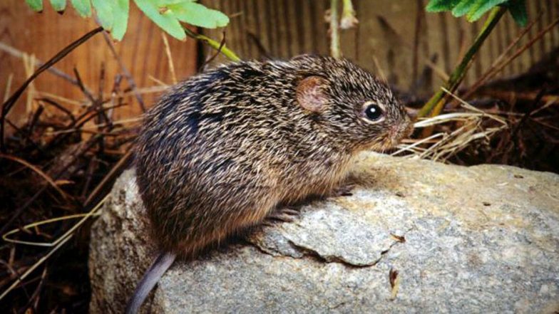 Hantavirus: चीनमध्ये हँटाव्हायरसमुळे एका व्यक्तीच्या मृत्यूनंतर भीतीचे वातावरण; जाणून घ्या काय आहे हा 'हँटाव्हायरस पल्मोनरी सिंड्रोम'