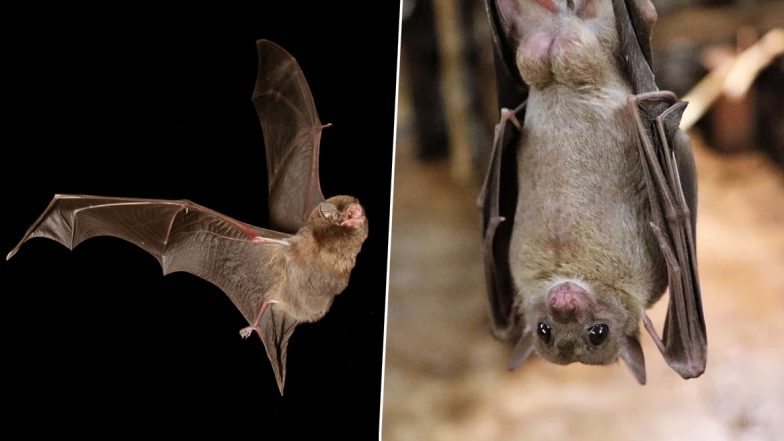 International Bat Appreciation Day 2020: जागतिक वटवाघूळ कौतुक दिन साजरा करण्यामागचे कारण काय? जाणून घ्या या पक्ष्याविषयी काही खास गोष्टी