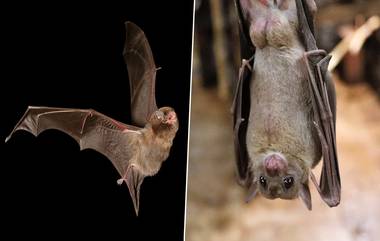 International Bat Appreciation Day 2020: जागतिक वटवाघूळ कौतुक दिन साजरा करण्यामागचे कारण काय? जाणून घ्या या पक्ष्याविषयी काही खास गोष्टी