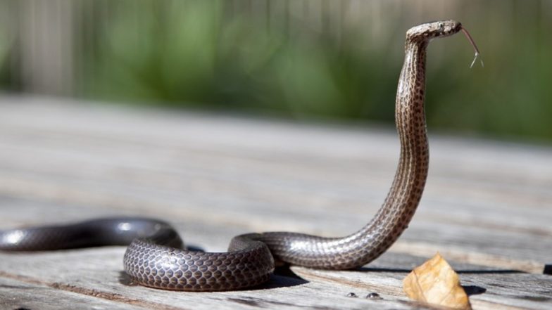 Cobra ला पकडून त्याच्यापासून बचाव कसा कराल याचा लाईव्ह व्हिडिओ करणे तरुणाला पडले महागात, गमावला जीव