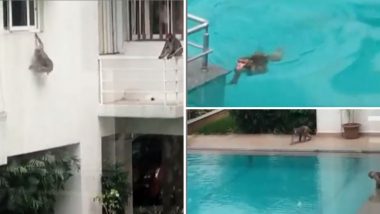 अभिनेत्री तिस्का चोप्रा हिने शेअर केलेला माकडांच्या पुल पार्टीच्या धम्माल व्हिडिओ सोशल मीडियात व्हायरल (Watch Video)