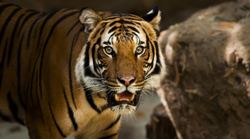 Tigress Captured In Yavatmal: यवतमाळ येथे 60 वर्षीय महिलेचा बळी घेणाऱ्या वाघिणीला जेरबंद करण्यात वनविभागाला यश Tigress Captured In Yavatmal: यवतमाळ येथे 60 वर्षीय महिलेचा बळी घेणाऱ्या वाघिणीला जेरबंद करण्यात वनविभागाला यश