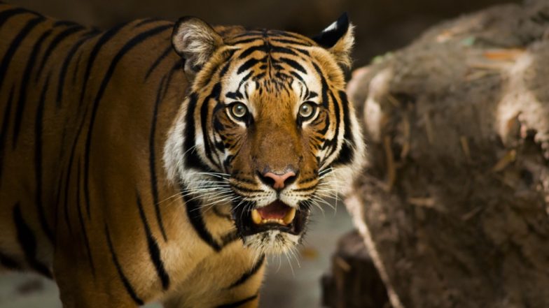 ताडोबा अंधारी व्याघ्र प्रकल्प तब्बल दोन महिन्यांनंतर पर्यटनासाठी खुला