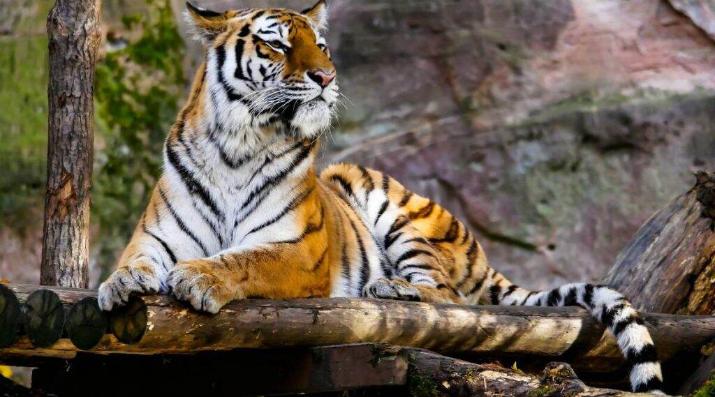 अमेरिकेमध्ये Bronx Zoo मध्ये वाघिण COVID-19 पॉझिटिव्ह आढळल्यानंतर भारतात प्राणिसंग्रहालयांना हाय अलर्ट जारी; प्राण्यांवर सीसीटीव्हीच्या माध्यमातून 24x7 ठेवली जाणार नजर अमेरिकेमध्ये Bronx Zoo मध्ये वाघिण COVID-19 पॉझिटिव्ह आढळल्यानंतर भारतात प्राणिसंग्रहालयांना हाय अलर्ट जारी; प्राण्यांवर सीसीटीव्हीच्या माध्यमातून 24x7 ठेवली जाणार नजर