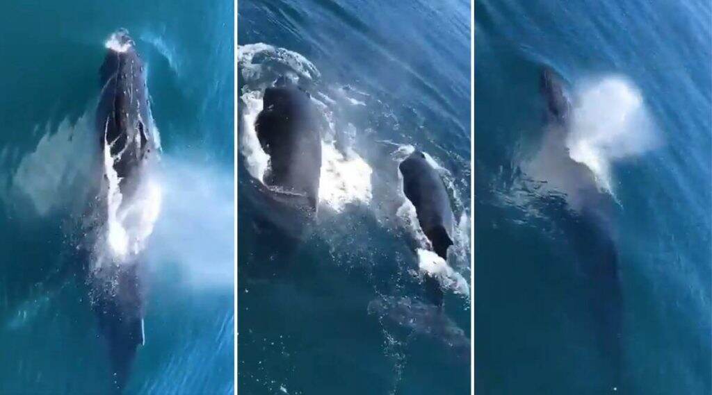 Bombay High येथील समुद्री भागात आढळले Whales! नेटिझन्सना भुरळ पाडणारा हा व्हिडिओ खरा आहे का? (Watch Video) Bombay High येथील समुद्री भागात आढळले Whales! नेटिझन्सना भुरळ पाडणारा हा व्हिडिओ खरा आहे का? (Watch Video)