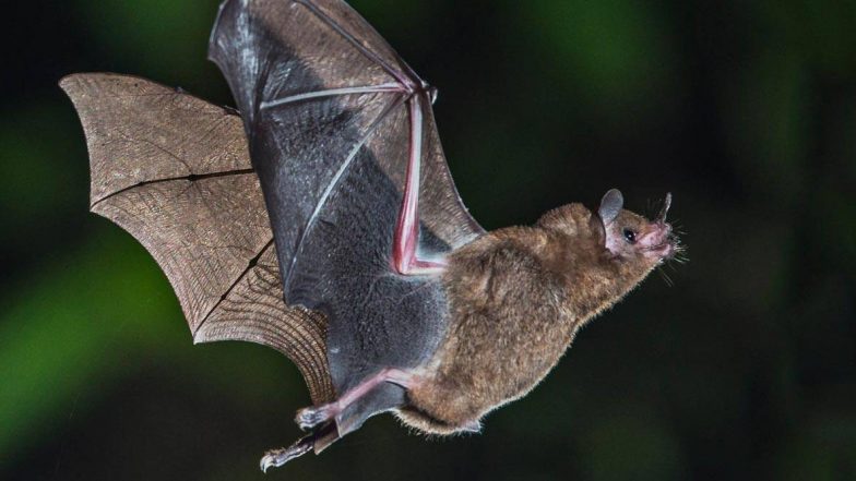 Nipah virus In Maharashtra: महाराष्ट्रात पहिल्यांदाच आढळला वटवाघुळांच्या 2 प्रजातींमध्ये निपाह वायरस;  NIV ची माहिती