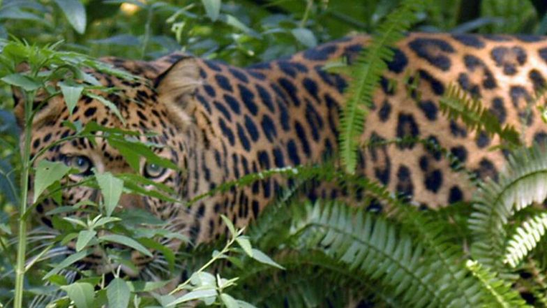 Leopard Attack: आरे कॉलनीतील महिलेवर हल्ला करणाऱ्या बिबट्याला जेरबंद करण्यासाठी लावले पिंजरे