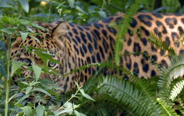 Leopard Attack: आरे कॉलनीतील महिलेवर हल्ला करणाऱ्या बिबट्याला जेरबंद करण्यासाठी लावले पिंजरे