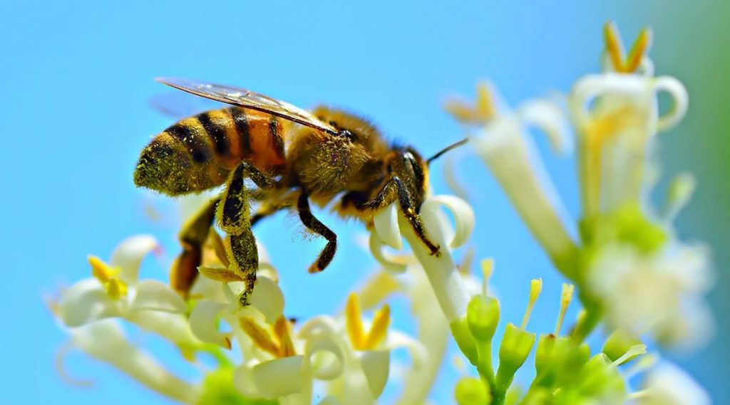 World Bee Day 2020: जागतिक मधमाशी दिना निमित्त जाणून घेऊया यांच्या प्रजातींविषयी महत्वाची माहिती