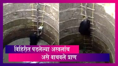 Maharashtra Gondia Salekasa: विहिरीत पडलेल्या अस्वलांना असे मिळाले जीवदान; पाहा थक्क करणारा व्हिडिओ