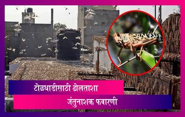 Locust Attack: महाराष्ट्रात टोळधाडचे थैमान; टोळधाडीला पळवण्यासाठी जंतुनाशक फवारणी, ढोल-ताशाचा वापर