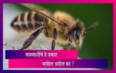 World Bee Day 2020: जागतिक मधमाशी दिना निमित्त जाणून घेऊया यांच्या प्रजातींविषयी महत्वाची माहिती