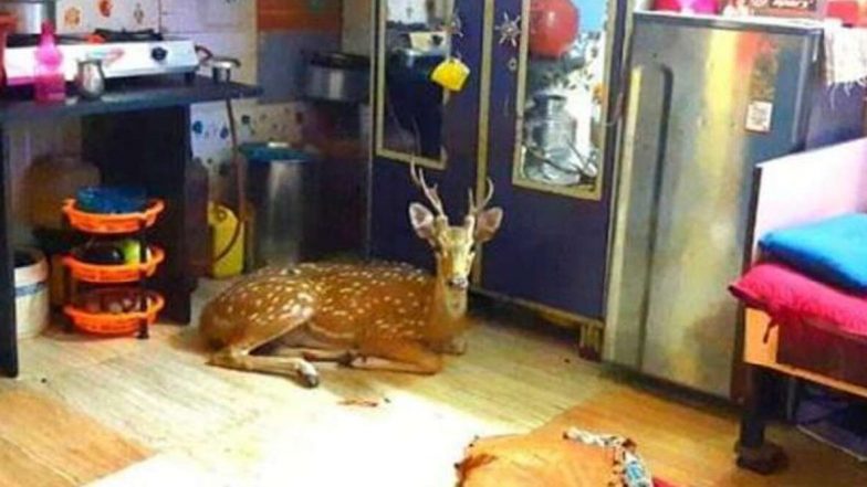 मुंबई: पवई येथे हनुमान टेकडी परिसरात घराचे छप्पर तुटून हरीण खाली कोसळले; वन्य विभागाच्या अधिकार्‍यांनी केली सुटका(Watch Video)