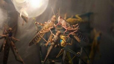 Locust Attack In Maharashtra: भंडारा पाठोपाठ टोळधाडीचा गोंदिया मध्ये शिरकाव; प्रशासनाने सतर्क राहण्याचा दिला इशारा