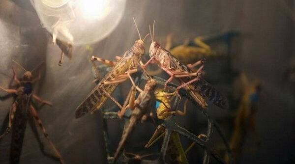 Locust Attack In Maharashtra: भंडारा पाठोपाठ टोळधाडीचा गोंदिया मध्ये शिरकाव; प्रशासनाने सतर्क राहण्याचा दिला इशारा Locust Attack In Maharashtra: भंडारा पाठोपाठ टोळधाडीचा गोंदिया मध्ये शिरकाव; प्रशासनाने सतर्क राहण्याचा दिला इशारा