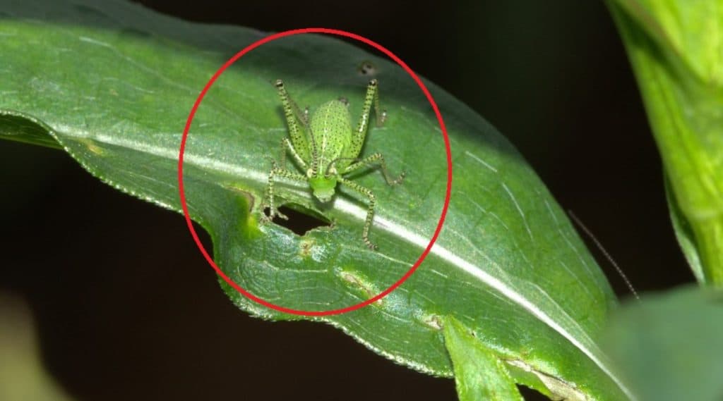 Locust Attack: टोळधाड म्हणजे काय? शेती आणि शेतकऱ्याला किती नुकसानकारक? Locust Attack: टोळधाड म्हणजे काय? शेती आणि शेतकऱ्याला किती नुकसानकारक?