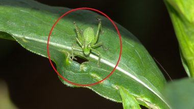 Locust Attack: टोळधाड म्हणजे काय? शेती आणि शेतकऱ्याला किती नुकसानकारक?