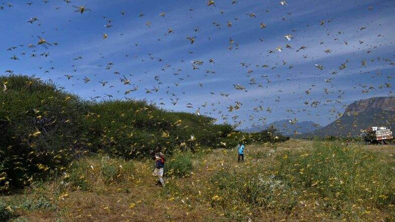 Locust Attack: अमरावती, नागपूर जिल्ह्यात टोळधाडीचे आक्रमण; कृषी विभागामार्फत ड्रोनच्या सहाय्याने कीटकनाशकांची फवारणी करण्यात येणार